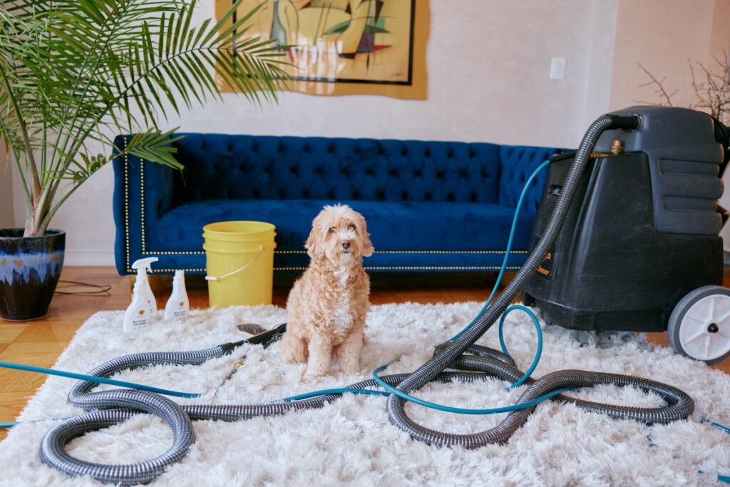 Pet Stain & Odor Removal Services: Restoring Freshness and Hygiene to Your London Home